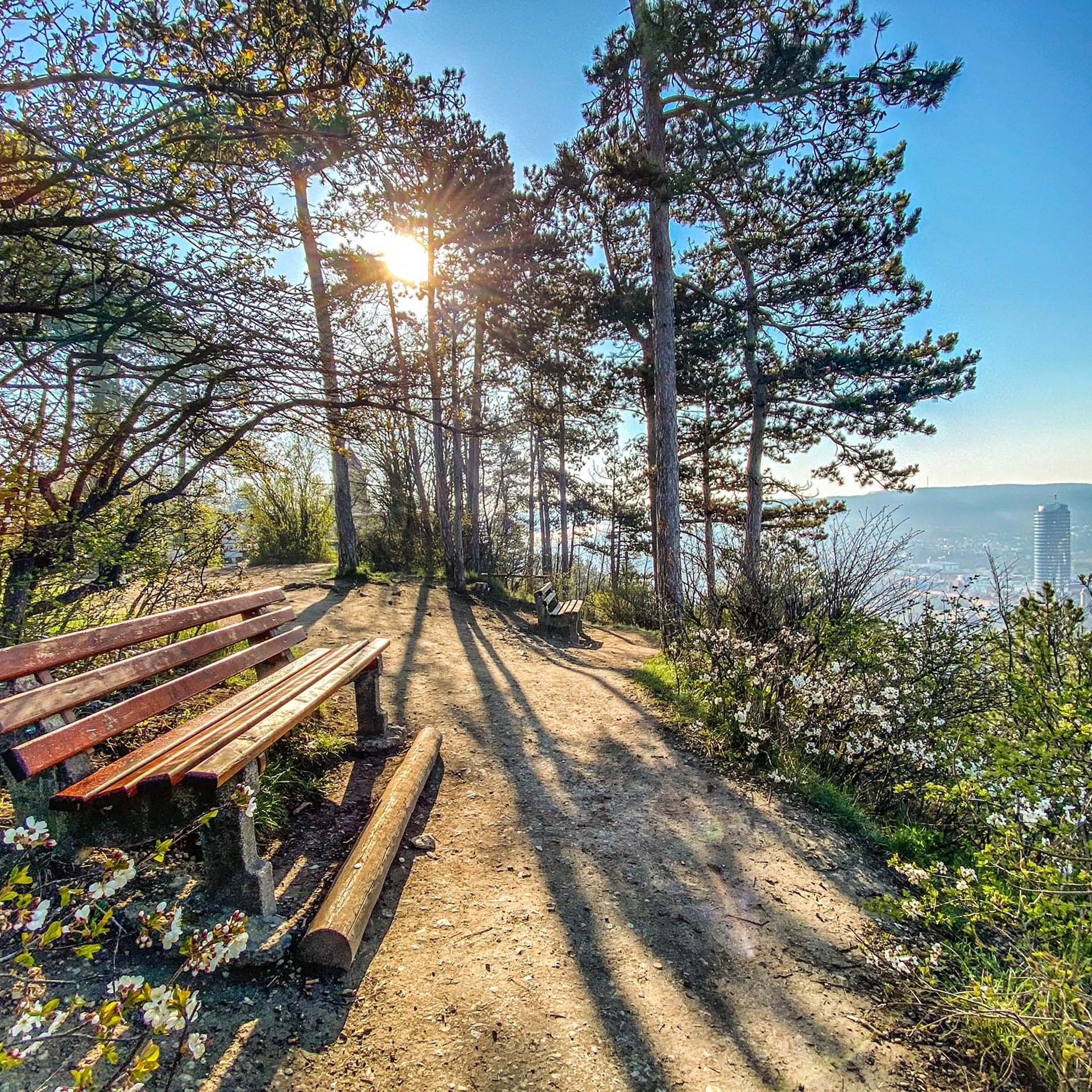 Sunlight through trees on trail with benches and city view in background