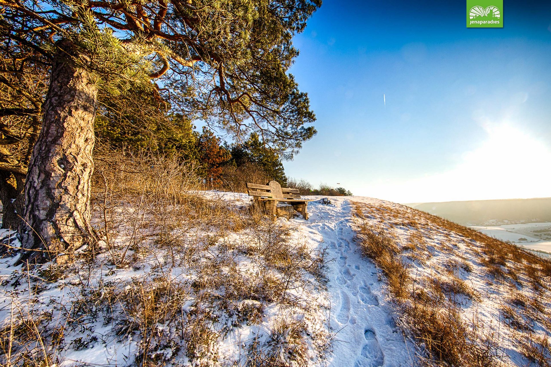 Snow-covered hill with a tree, bench, and footprints in the snow